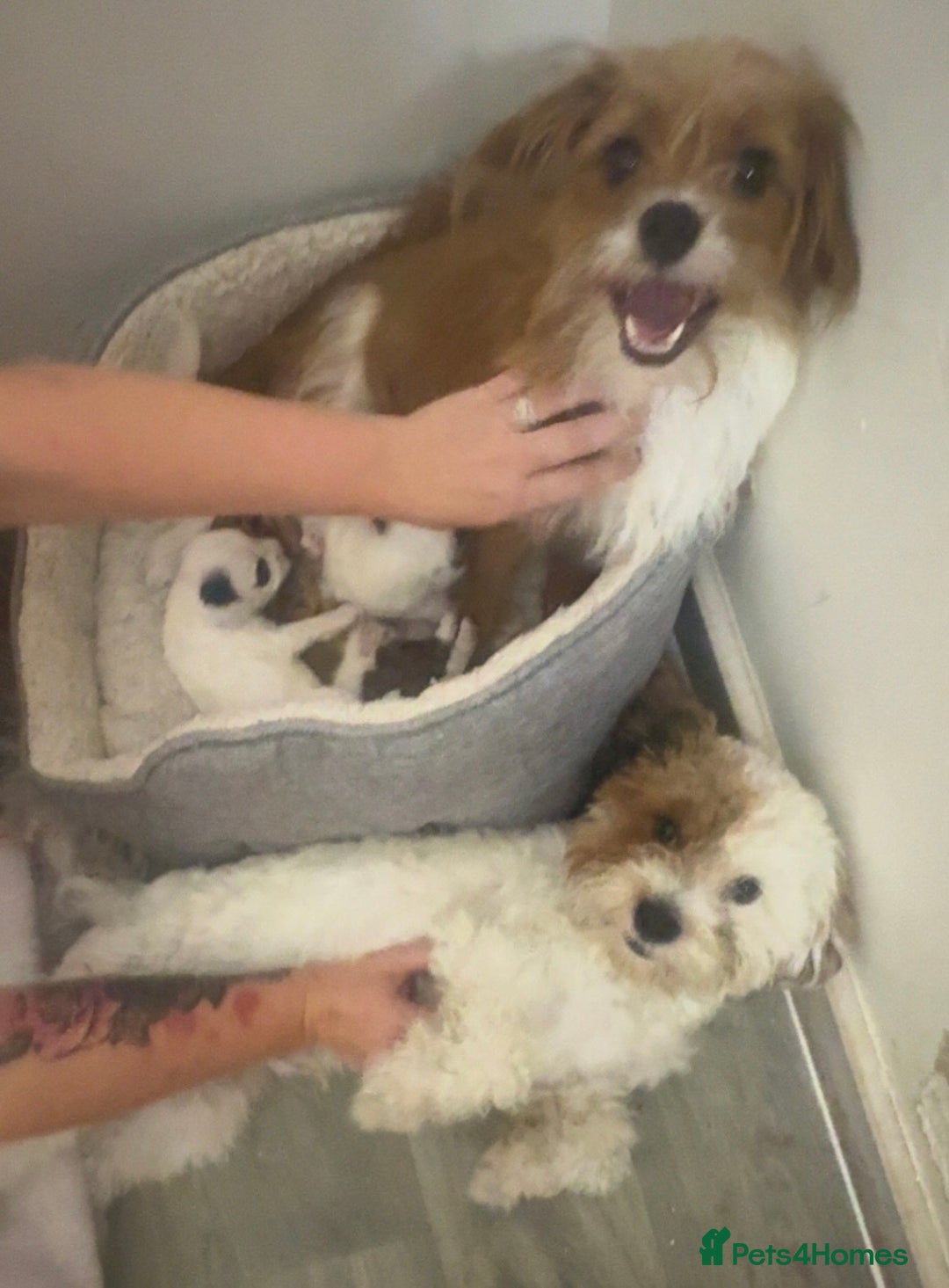 Jackapoo dogs for sale: Cavapoo x jack Russell puppies  - Image 10