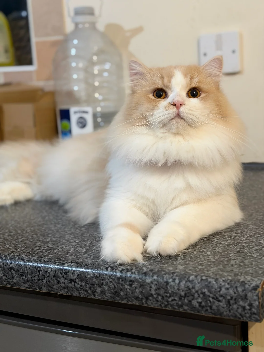 British Longhair cats for sale: Beautiful Fluffy British Longhair Caramel Boy - Advert 5
