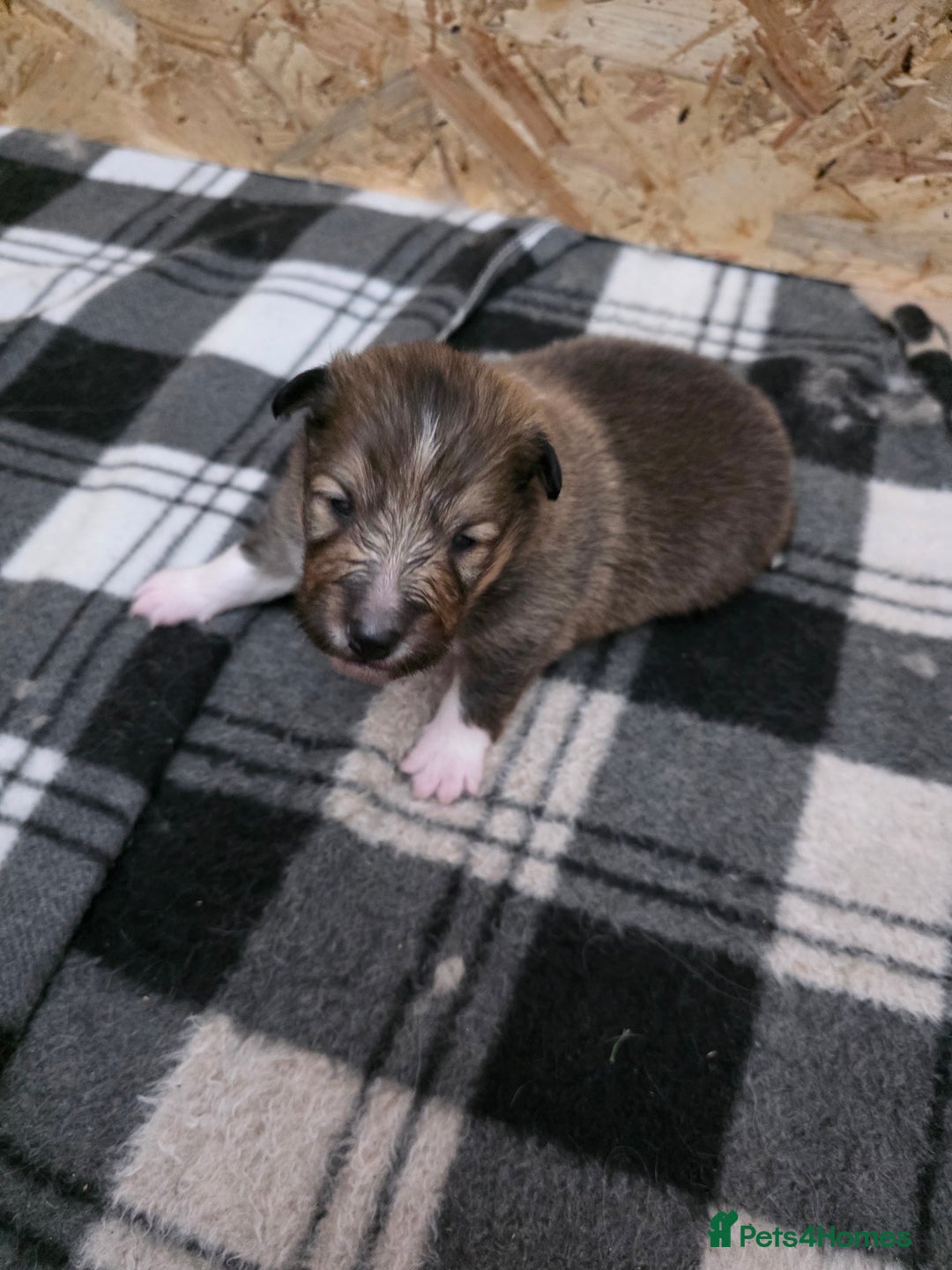 Shetland Sheepdog dogs for sale: Shetland Sheepdog Puppies - Image 2