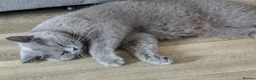 British Shorthair cats for sale: British shorthair cross kittens  - Advert 3