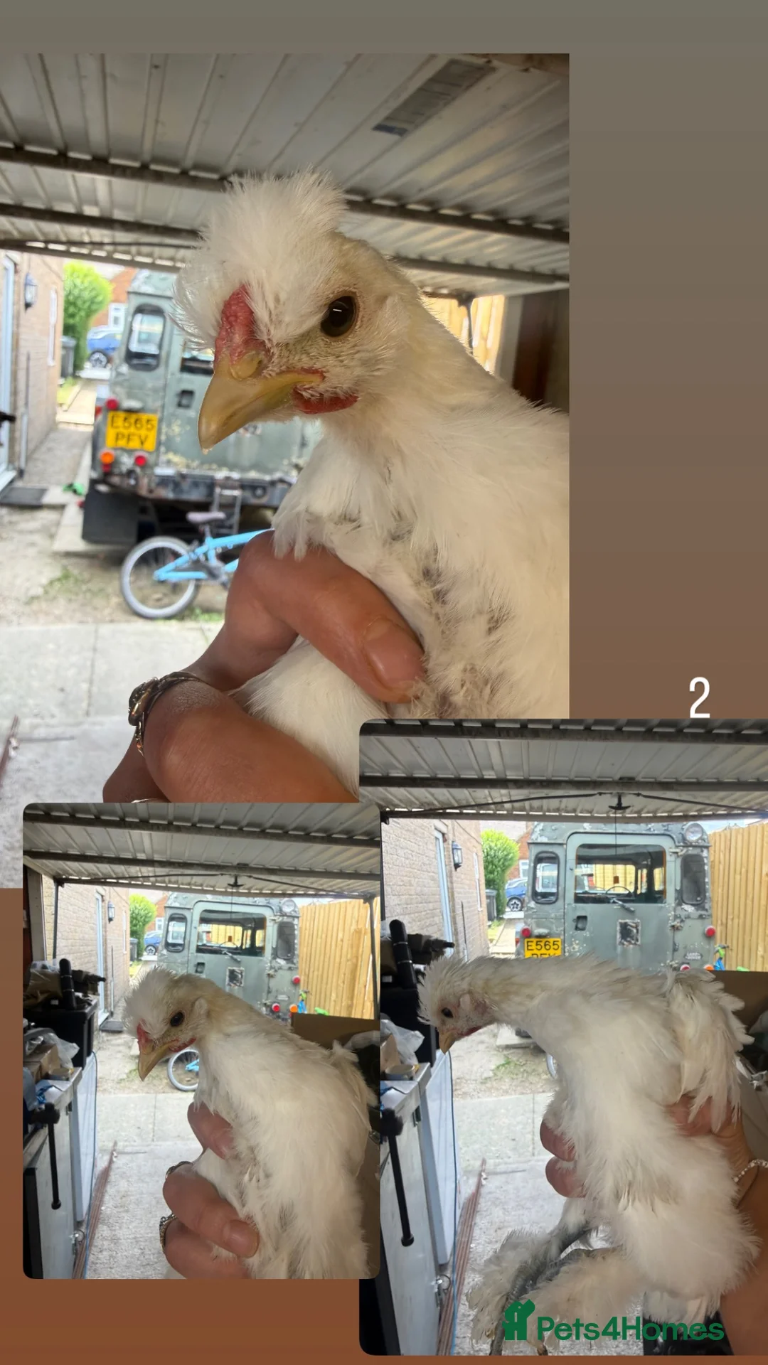 Chickens poultry for sale: Cockerels for sale  - Advert 2