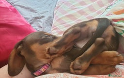 Dachshund dogs for sale:  11 week old Diva female Dachound - Image 1