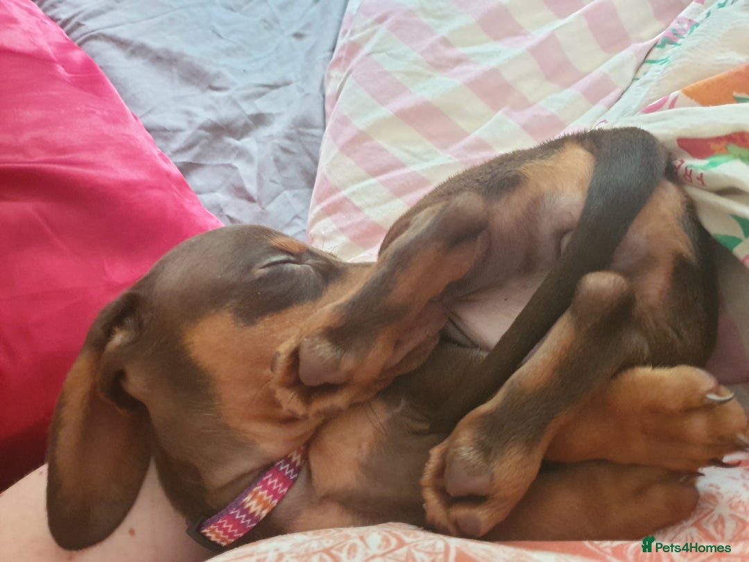 Dachshund dogs for sale:  11 week old Diva female Dachound - Image 1