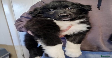 Border Collie dogs Border Collie Puppies Top Quality! - Advert 3