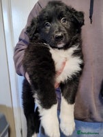 Border Collie dogs Border Collie Puppies Top Quality! - Advert 3