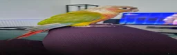 Conures birds for sale: Green-Cheeked Conure in Barking - Advert 4