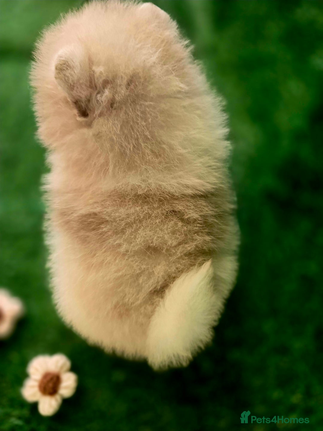 Pomeranian dogs for sale: 💜Lavender lilac chocolate merle exceptional poms - Advert 18