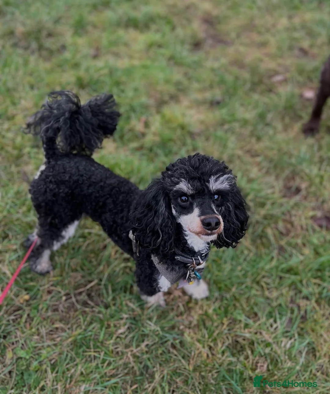 Toy Poodle dogs for stud: GRANDSON OF RICO! Health tested KC Toy Poodle Stud in Middlesbrough - Advert 2