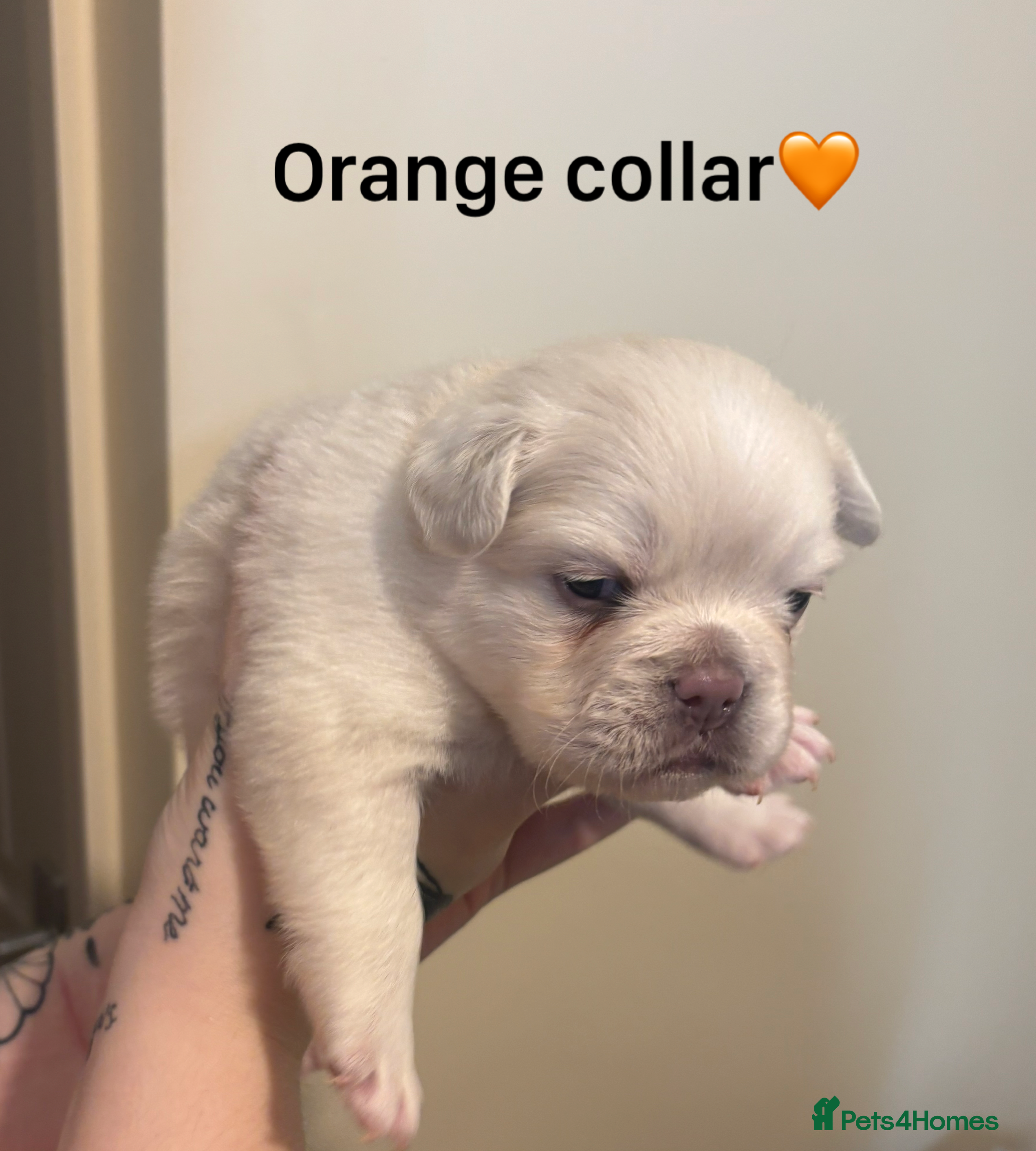 French Bulldog dogs Full Fluffy French Bulldog Puppies –KC Registered  - Advert 1