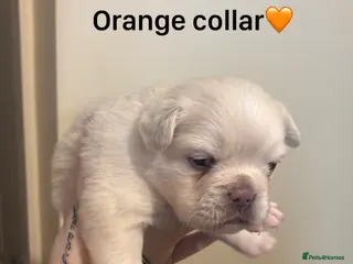 French Bulldog dogs Full Fluffy French Bulldog Puppies –KC Registered - Advert 1