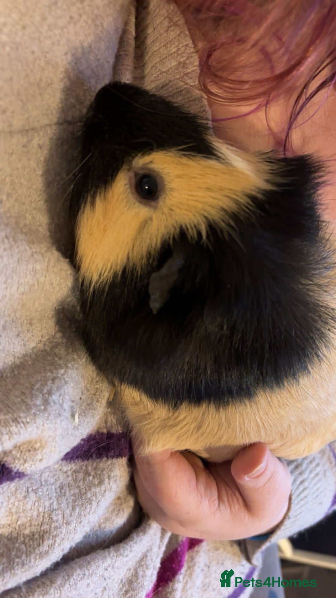 Guinea Pig rodents for sale: Guinea Pigs - Advert 3