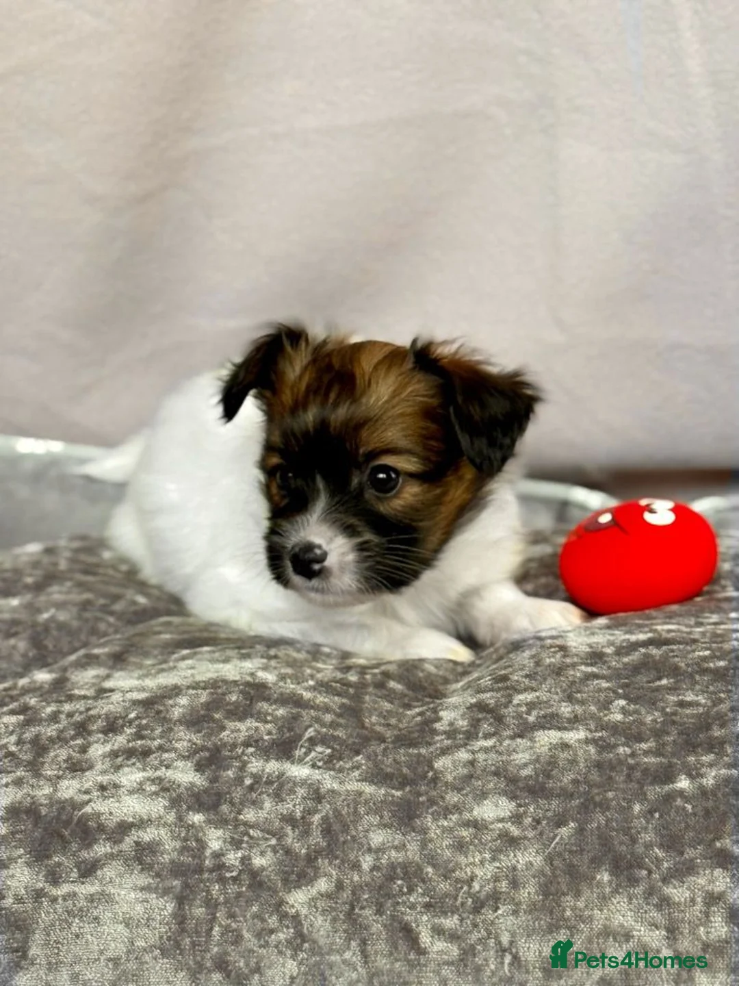 Papillon dogs for sale: ROYAL KENNEL CLUB registered,  DNA tested perents  - Advert 23