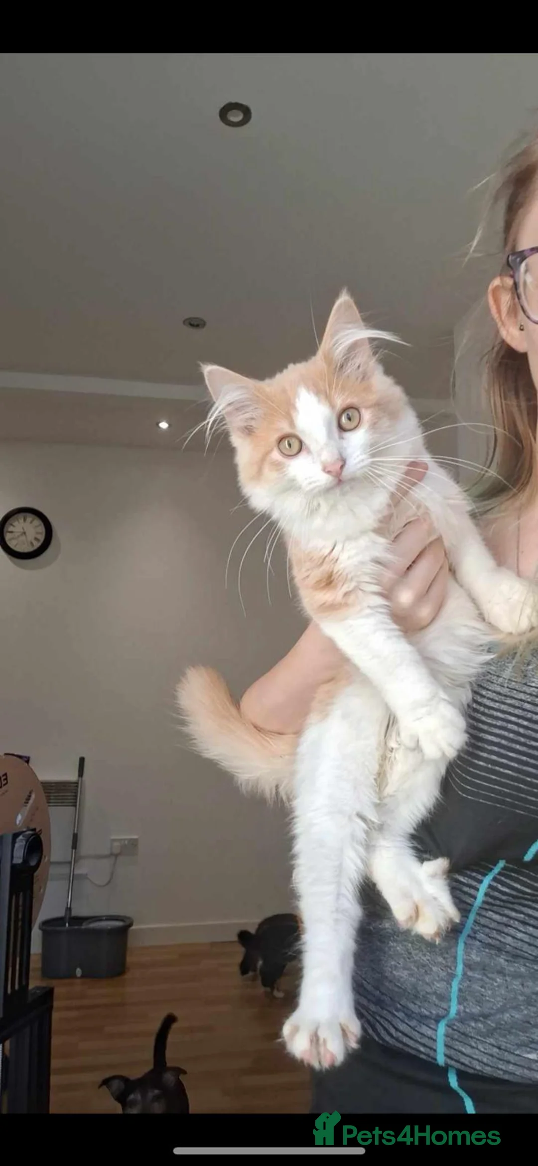 Ragdoll cats for stud: Stud Muffin in Ilkeston - Advert 9