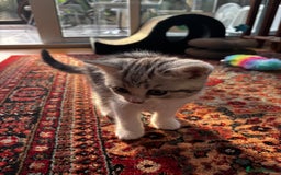 British Shorthair cats for sale: Beautiful British Shorthair/Turkish Angora Kittens - Image 17