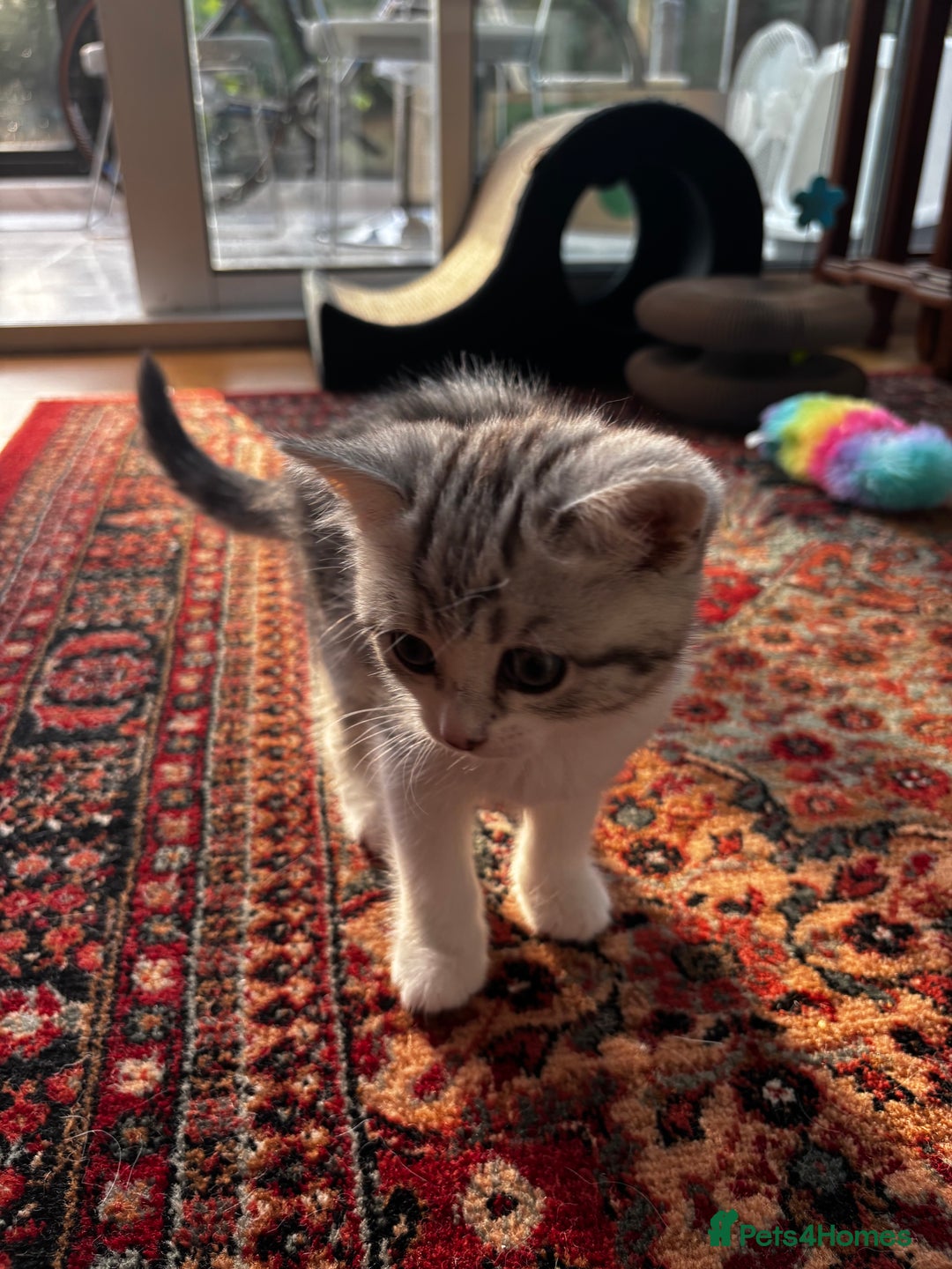British Shorthair cats for sale: Beautiful British Shorthair/Turkish Angora Kittens - Image 17
