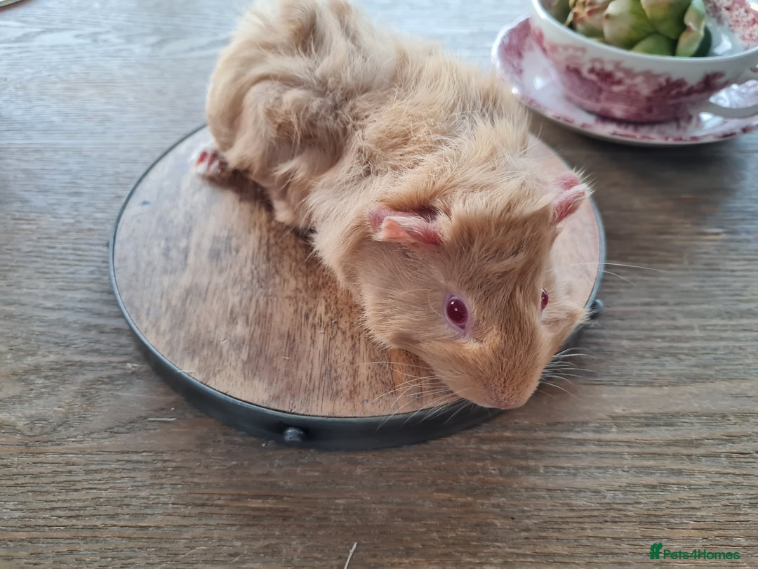 Guinea Pig rodents for sale: Baby guinea pigs for sale - Advert 7