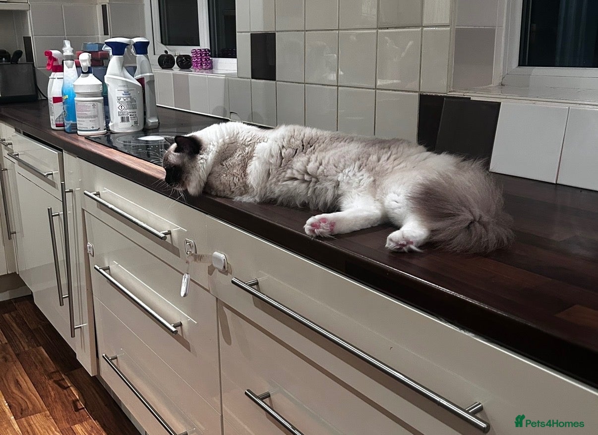 Ragdoll cats Pure breed healthy Ragdolls  - Advert 2