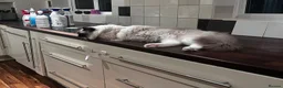 Ragdoll cats for sale: Pure breed healthy Ragdolls  - Advert 2