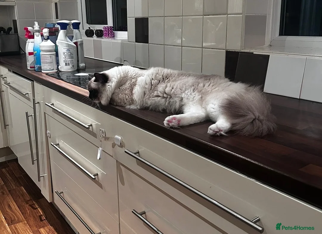 Ragdoll cats for sale: Pure breed healthy Ragdolls  - Advert 2