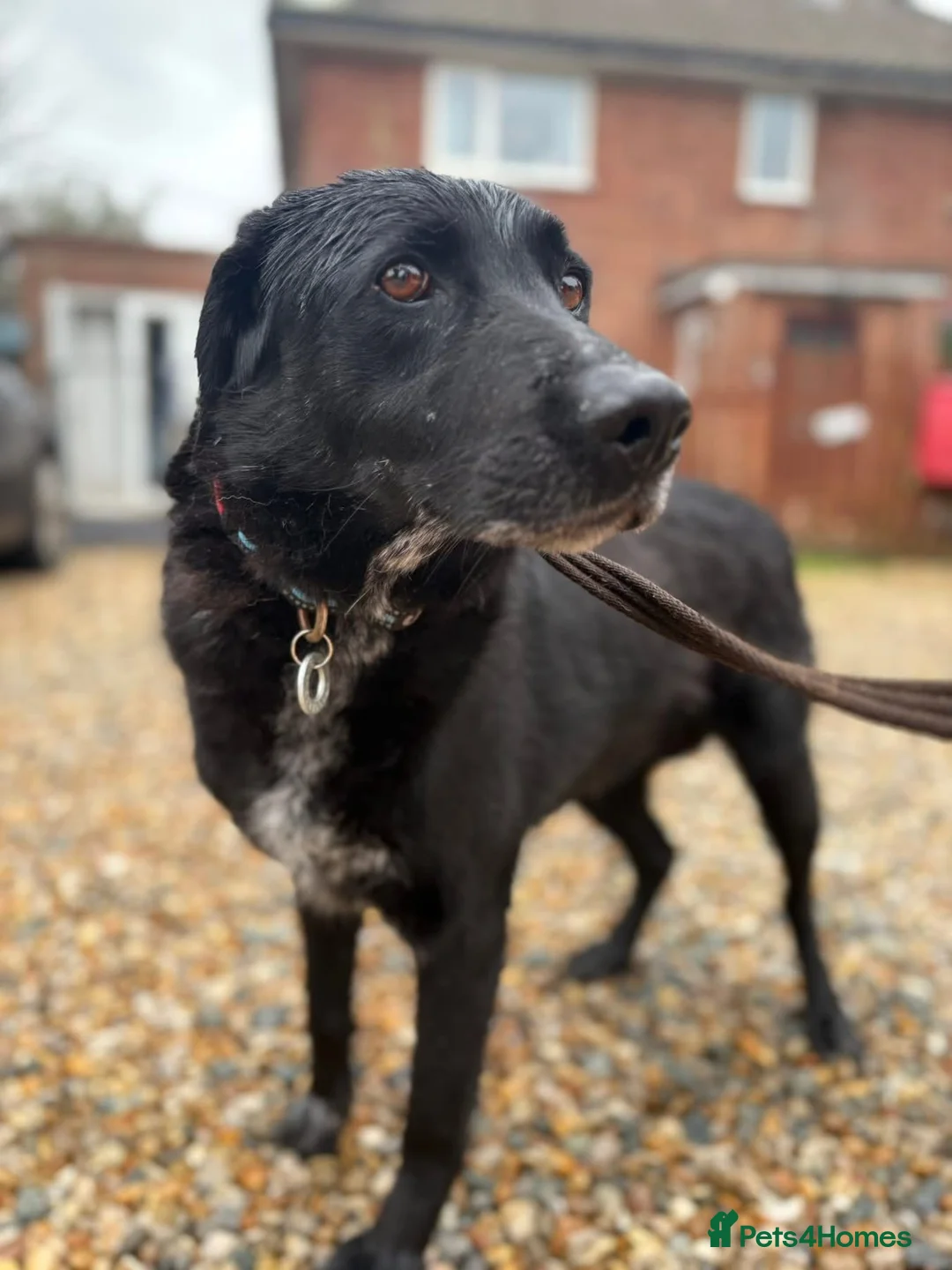 Mixed Breed dogs for adoption: Merlin - Norwich Norfolk  - Advert 2