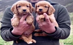 Cocker Spaniel dogs for sale: Cocker Spaniel Puppies  - Image 4