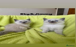 Ragdoll cats for sale: Pure breed ragdolls . Ready to leave SOON  - Image 17