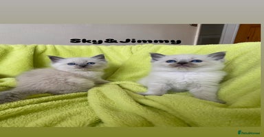 Ragdoll cats - Advert 14