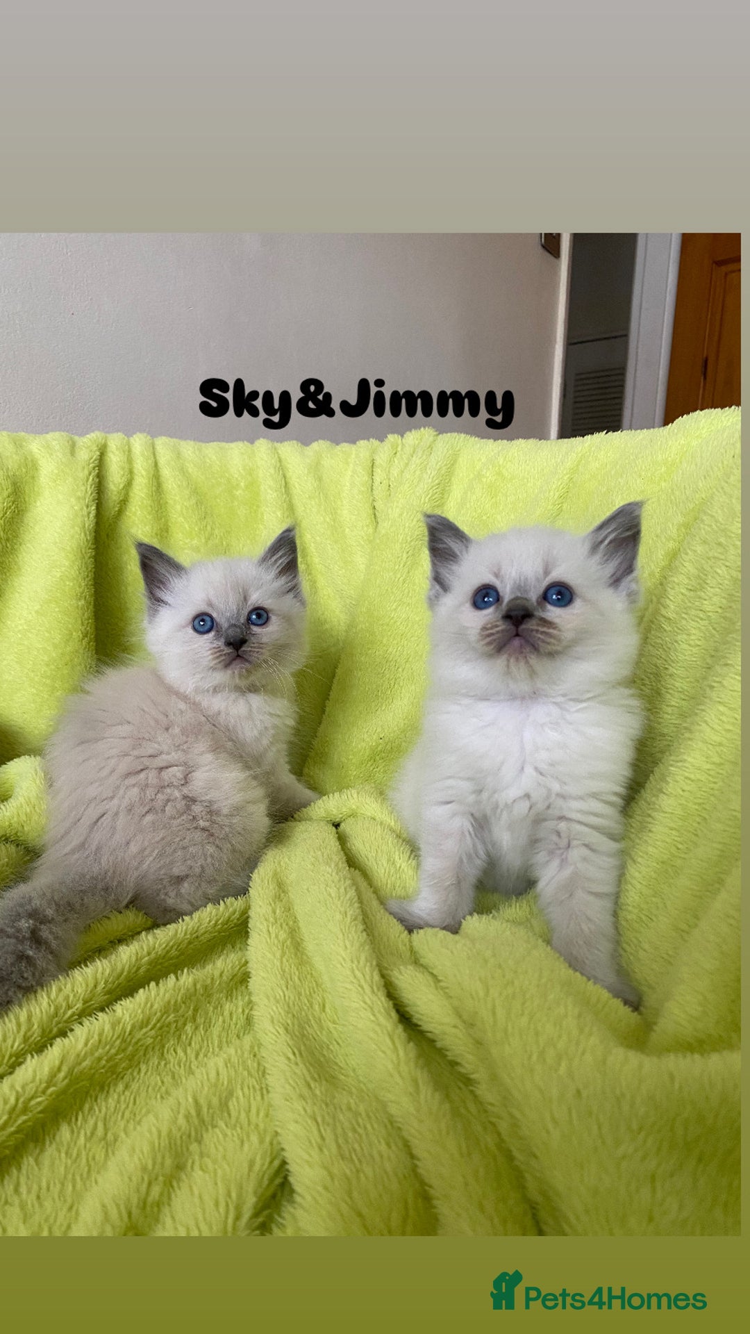 Ragdoll cats for sale: Pure breed ragdolls . Ready to leave SOON  - Image 17