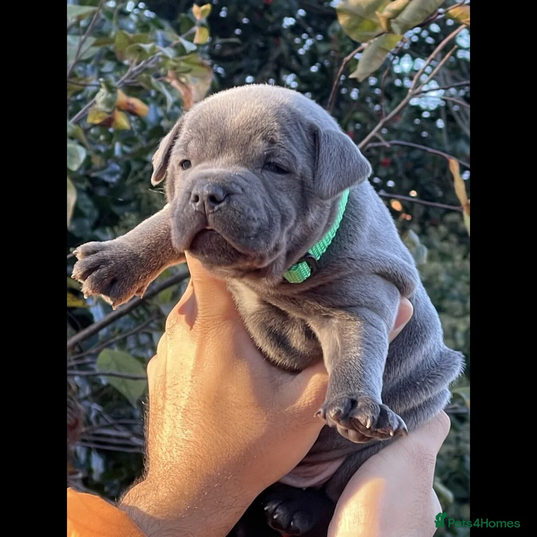 Staffordshire Bull Terrier dogs for sale: Blue staffordshire bull terrier pups in London - Advert 2