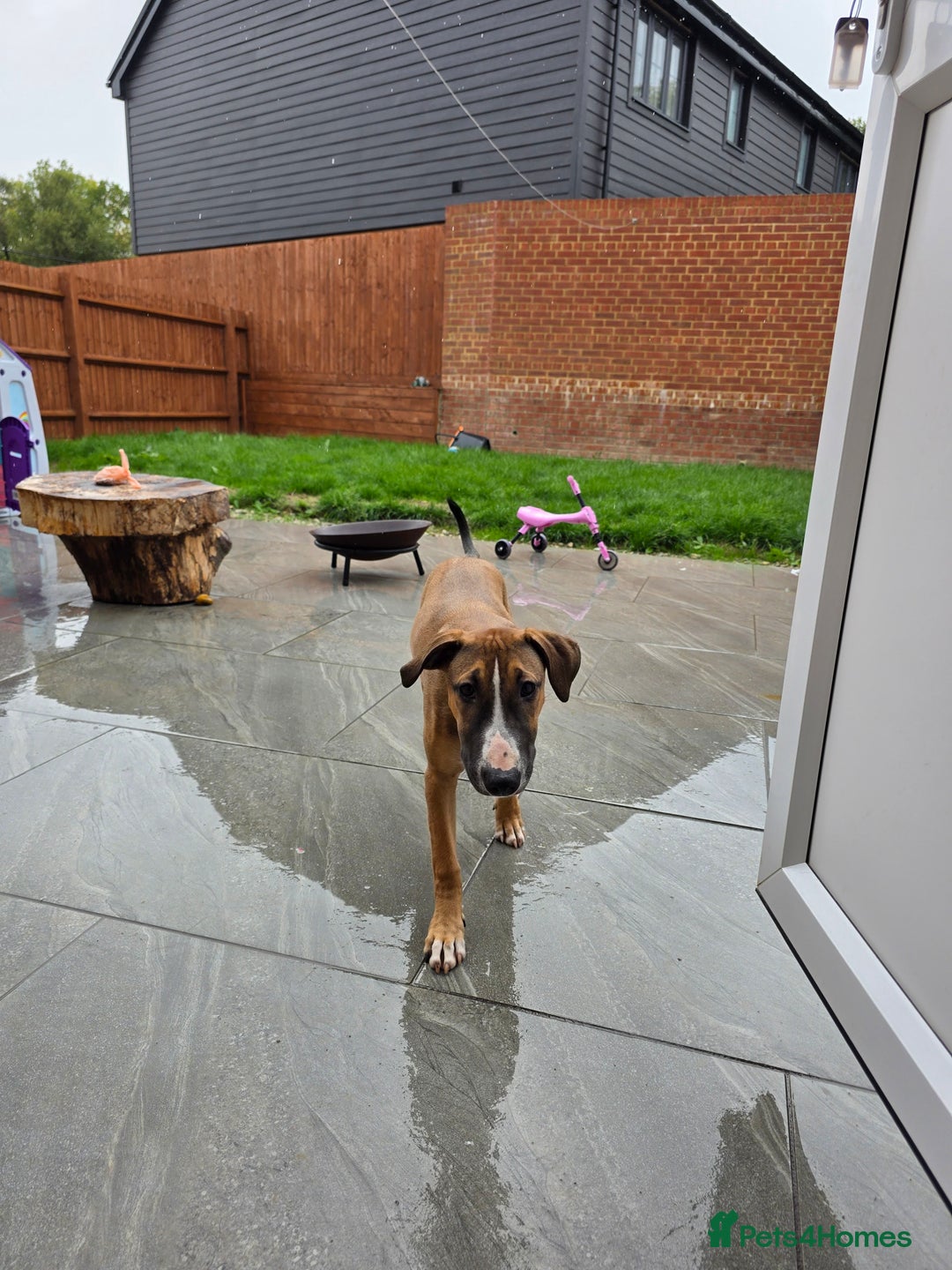 English Bull Terrier dogs for sale: Penny - Image 1