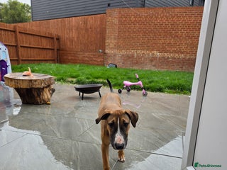 English Bull Terrier dogs - Advert 1