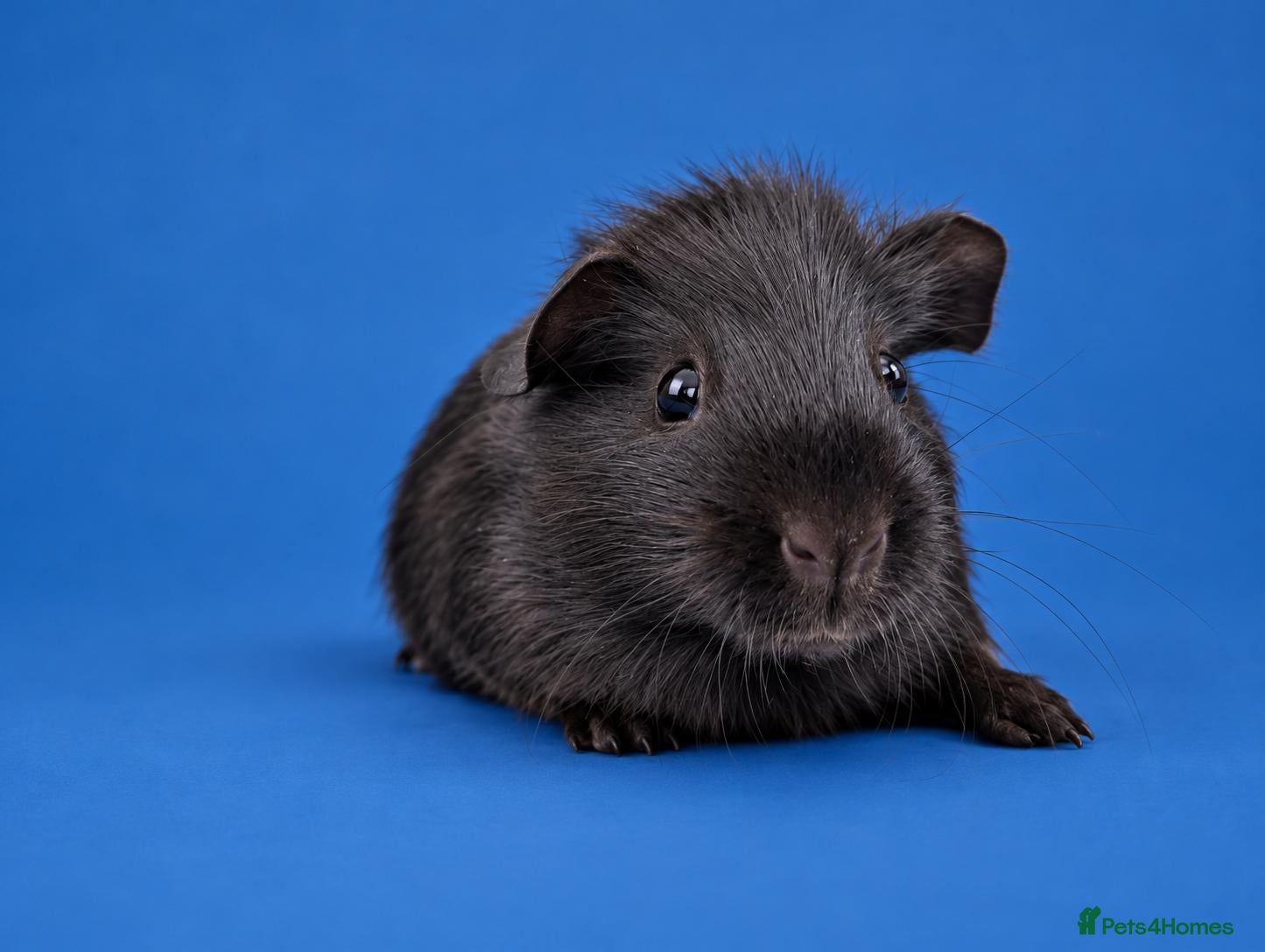 Guinea Pig rodents Chocolate Self Guinea pig sow (dalmatian line) - Advert 10