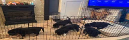 Mixed Breed dogs for sale: Shepradore Puppies - Advert 9