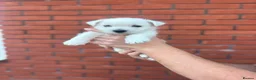 West Highland Terrier dogs for sale: West highland terrier puppies  - Advert 24