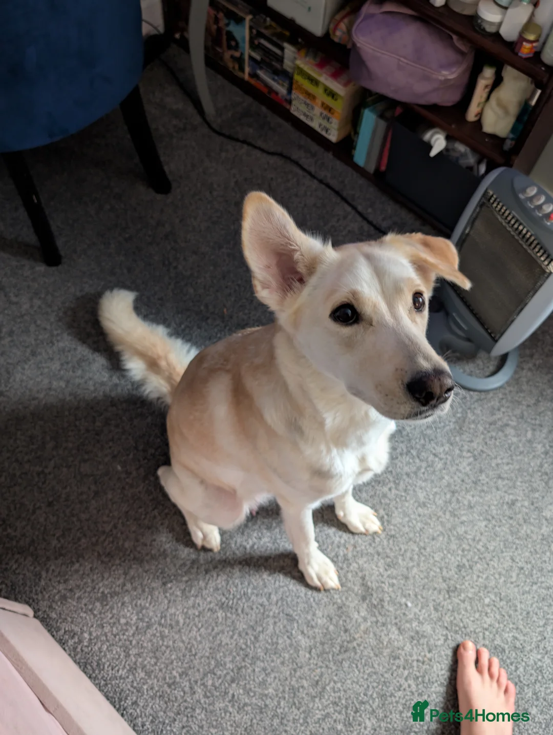 Mixed Breed dogs for sale: Gerhusky kelpie Labrador mix - Advert 2