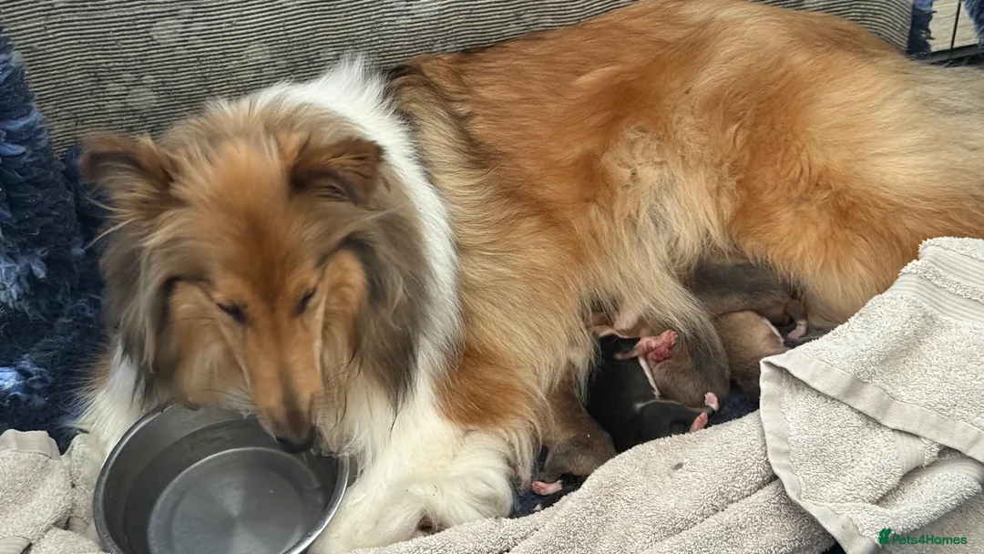 Rough Collie dogs for sale: 4.5 month Tri Colour Female Rough Collie Puppy - Advert 2