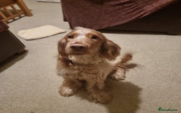 Cocker Spaniel dogs for sale: 10 month old Golden Cocker Spaniel for sale - Image 1