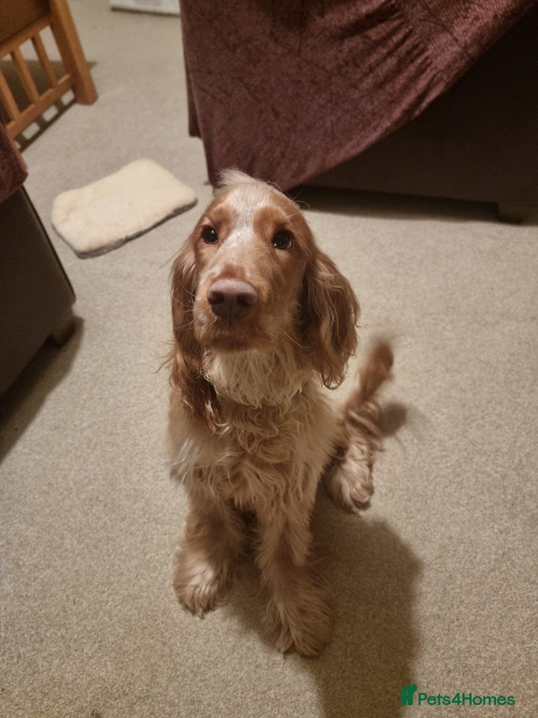 Cocker Spaniel dogs for sale: 10 month old Golden Cocker Spaniel for sale - Image 1