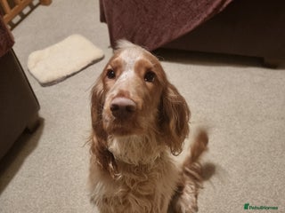 Cocker Spaniel dogs for sale - Advert 1