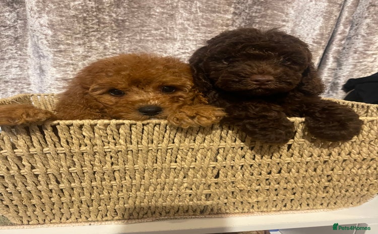 Cavapoo dogs - Advert 15