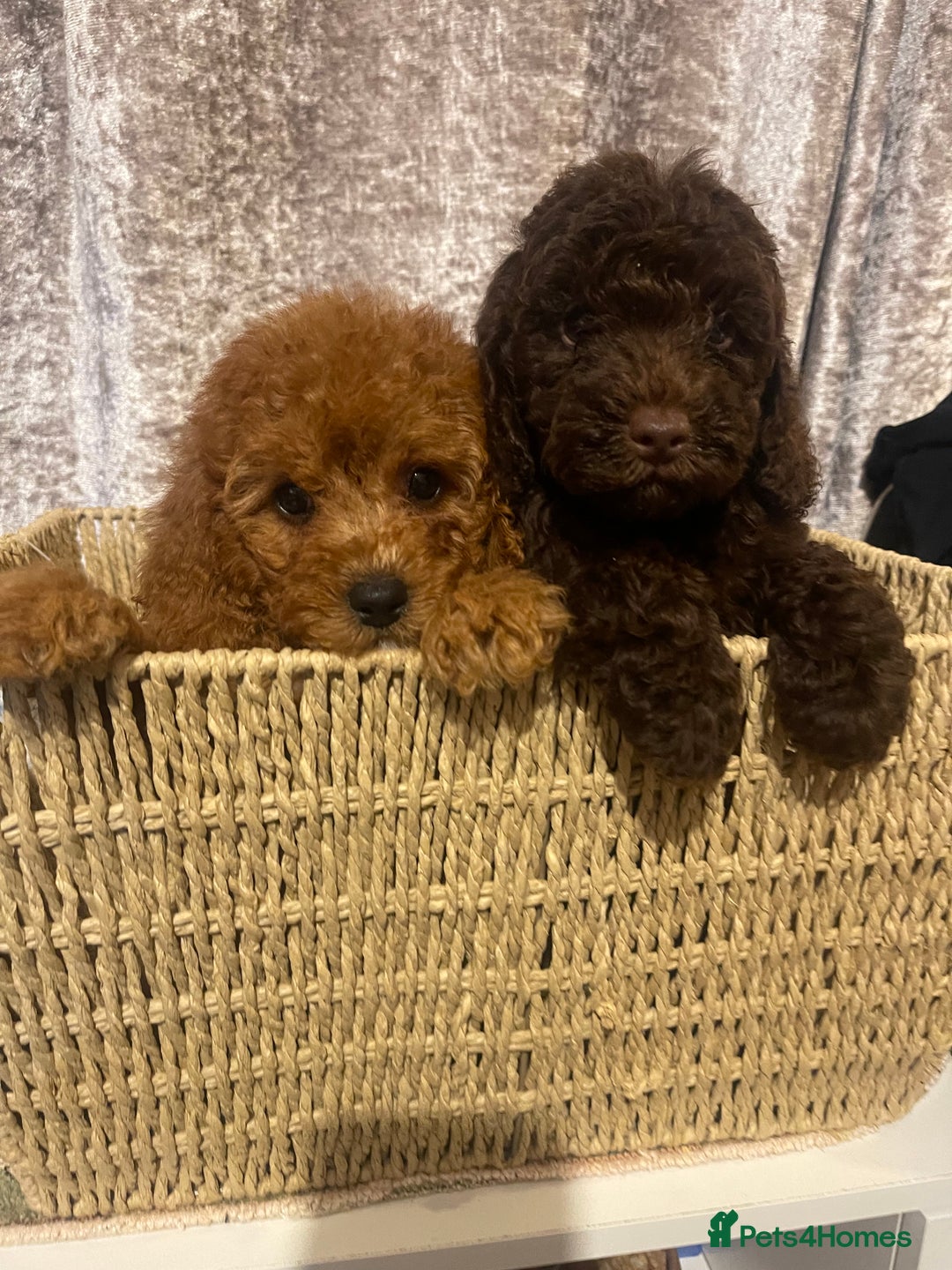Cavapoo dogs for sale: Red Chocolate cavapoo boys  - Image 1