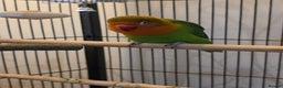 Lovebirds birds for sale: Lovebird- 4 months old. - Advert 5