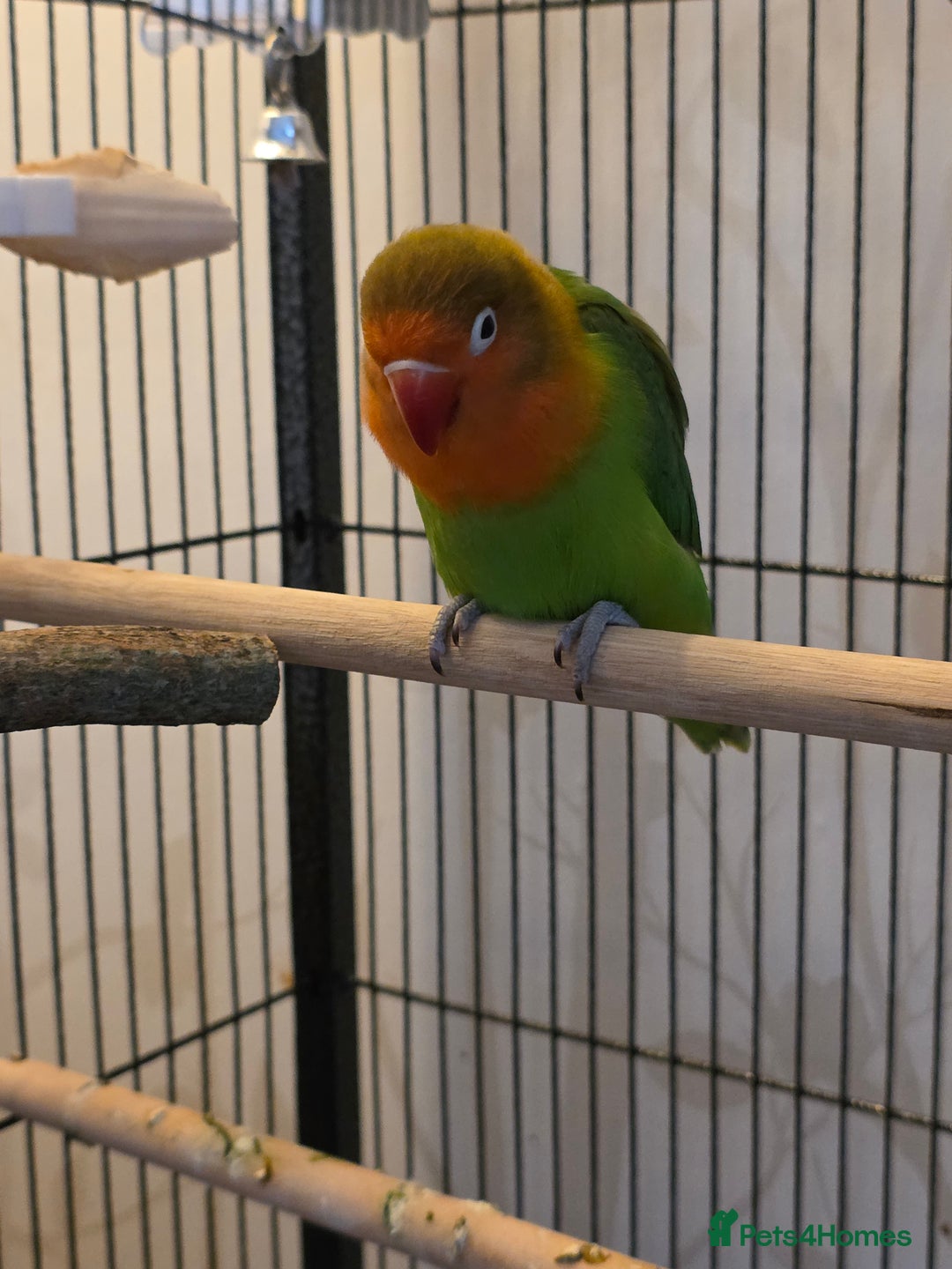 Lovebirds birds for sale: Lovebird- 4 months old. - Advert 5