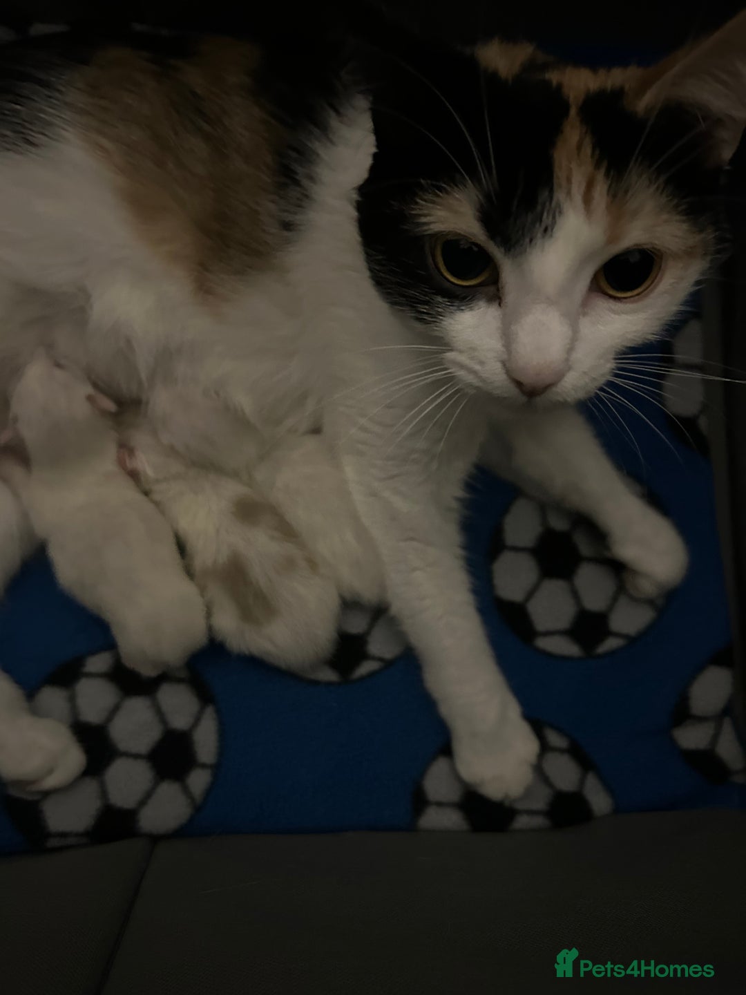 Mixed Breed cats for sale: Gorgeous fully kittens  - Advert 3