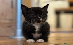 British Shorthair cats for sale: Friendly and beautiful kittens - ready now  - Image 15