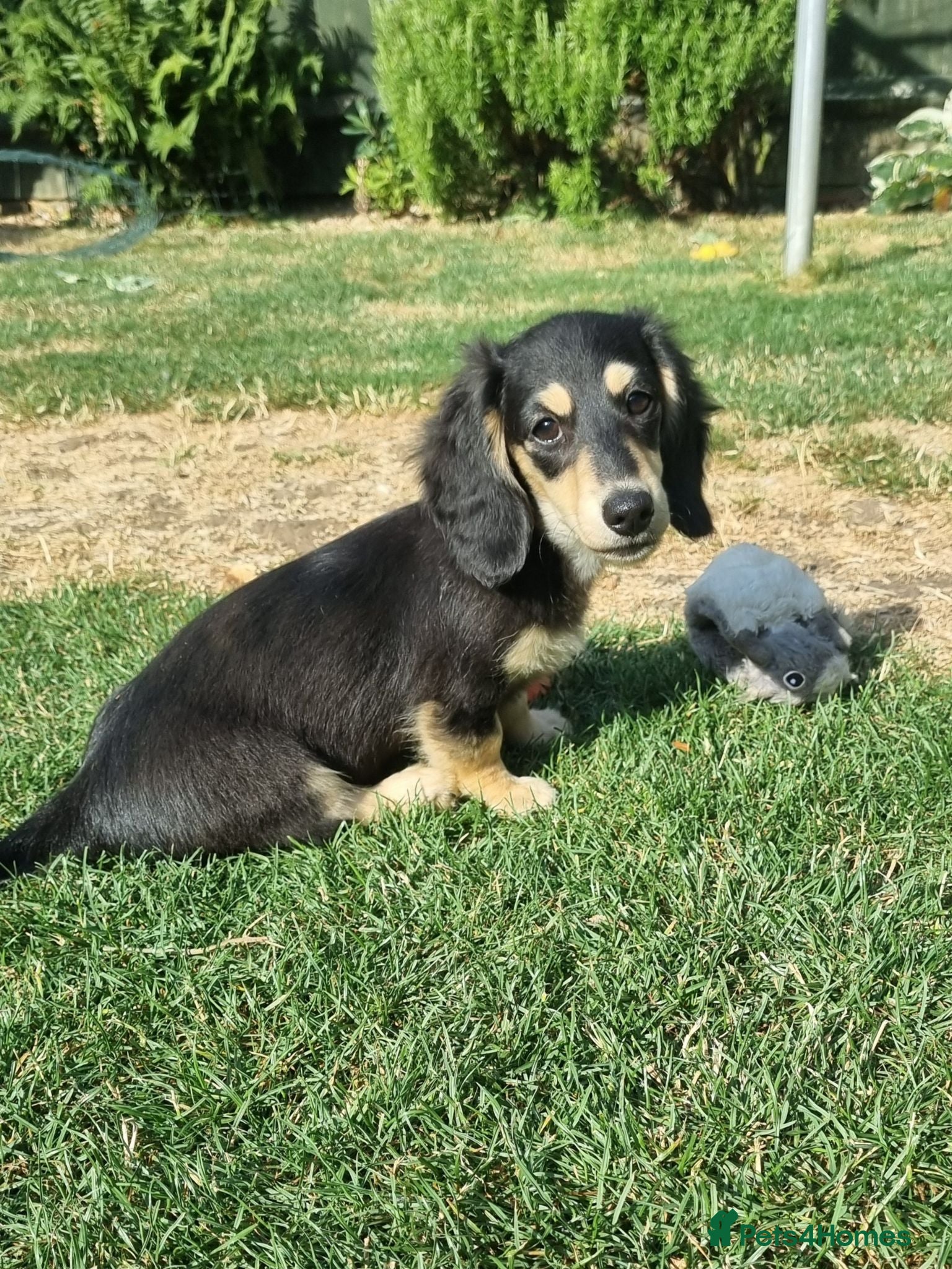 Miniature Dachshund dogs Last Beautiful KC Reg.MiniatureLH Dachshund Puppy  - Advert 10