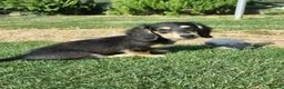 Miniature Dachshund dogs for sale: Last Beautiful KC Reg.MiniatureLH Dachshund Puppy  - Advert 4