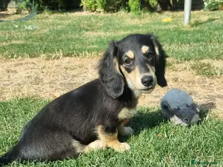 Miniature Dachshund dogs Last Beautiful KC Reg.MiniatureLH Dachshund Puppy - Advert 10
