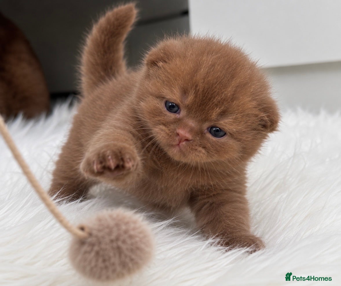 British Shorthair cats 🤎✨ Stunning Cinnamon British Shorthair Kittens  - Advert 2