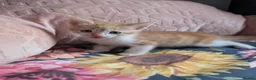 Mixed Breed cats for sale: Gorgeous Kittens Looking for Their Forever Homes in West Calder - Advert 27
